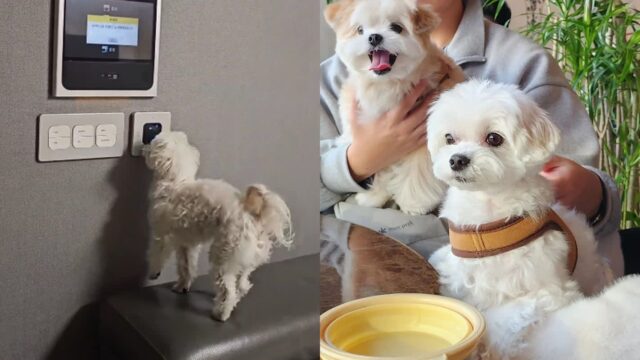 차 들어오면 코 터치로 ‘삑, 삑’ 누르는 댕댕이의 귀여운 개인기