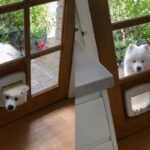 ‘왜 안 들어가지지?’ 아직도 자신이 꼬마라고 생각한 사모예드