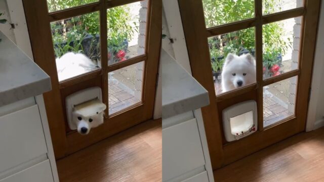 ‘왜 안 들어가지지?’ 아직도 자신이 꼬마라고 생각한 사모예드
