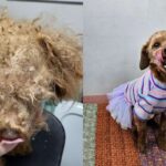 ‘미용 온 강아지 상태가…’ 소유권 포기 받고 치료 후 입양 보낸 애견미용사