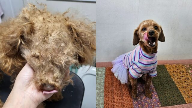 ‘미용 온 강아지 상태가…’ 소유권 포기 받고 치료 후 입양 보낸 애견미용사