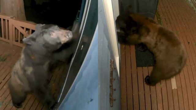 ‘문 좀 열어 보라곰~’ 민가 내려와 문 두들긴 곰