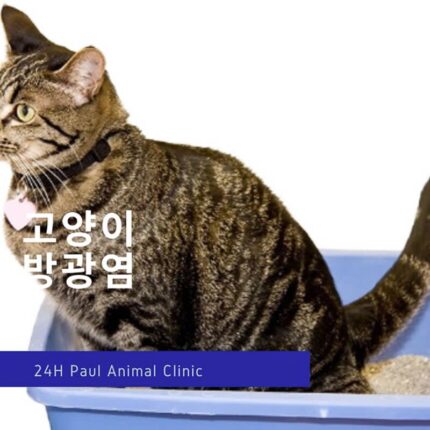 고양이 방광염의 증상과 예방