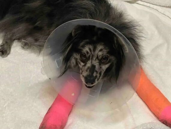 부상 입은 개 치료비 1300만원..안락사 고려하자 손 내민 수의사