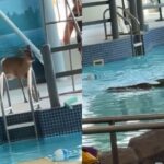 ‘많이 추웠니…?’ 수영장 난입한 사슴, 따뜻한 물속으로 다이브