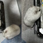 포장 용기에 갇힌 친구들(?)을 발견한 햄스터 ‘내가 구해줄게!’