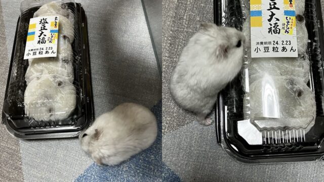 포장 용기에 갇힌 친구들(?)을 발견한 햄스터 ‘내가 구해줄게!’