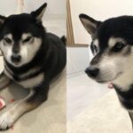 ‘복 많이 받아라’ 새해 봉투 줬더니..갈기갈기 찢어버린 무례한(?) 댕댕이