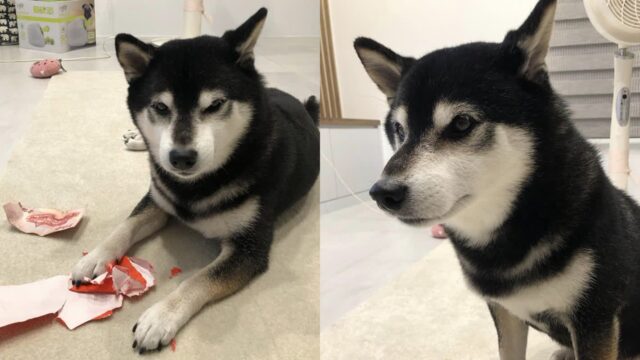 ‘복 많이 받아라’ 새해 봉투 줬더니..갈기갈기 찢어버린 무례한(?) 댕댕이