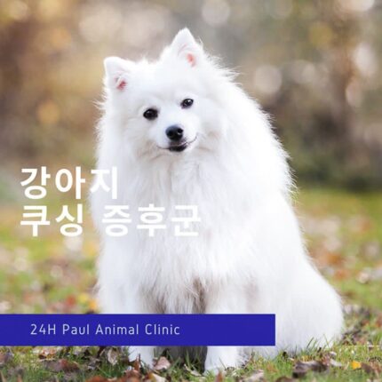 강아지 쿠싱 증후군 진단법과 증상, 치료법 알아보기