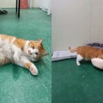 정신없이 꾹꾹이 삼매경에 빠진 고양이..’김포에서 강남까지 갈 기세’