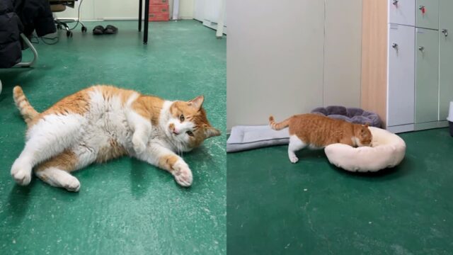 정신없이 꾹꾹이 삼매경에 빠진 고양이..’김포에서 강남까지 갈 기세’