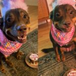 입양되고 난생처음 생일파티 받은 유기견의 반응…’내게도 이런 일이!’