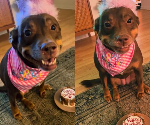 입양되고 난생처음 생일파티 받은 유기견의 반응…’내게도 이런 일이!’
