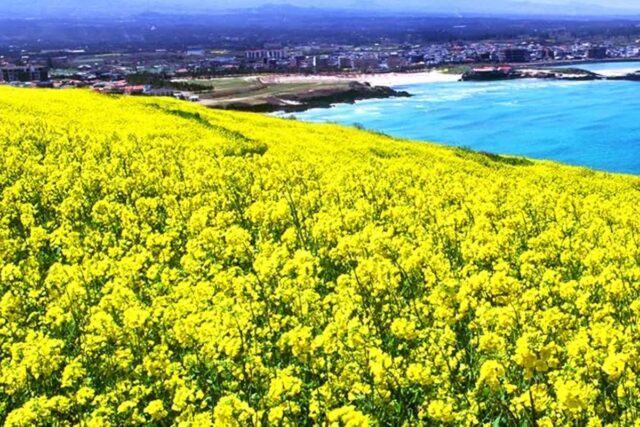 제주도 감성 제대로 느낄 수 있다는 ‘동쪽 숨겨진 여행지’ 5곳