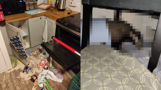‘집에 돌아오니 웬 날벼락’ 수백만 원 피해 준 범인 알고 보니…