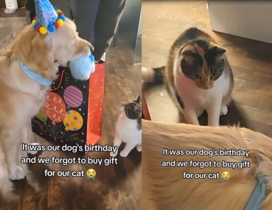 생일인 강아지만 선물 챙겨주자 충격받은 고양이…’어떻게 이럴 수 있냥?’