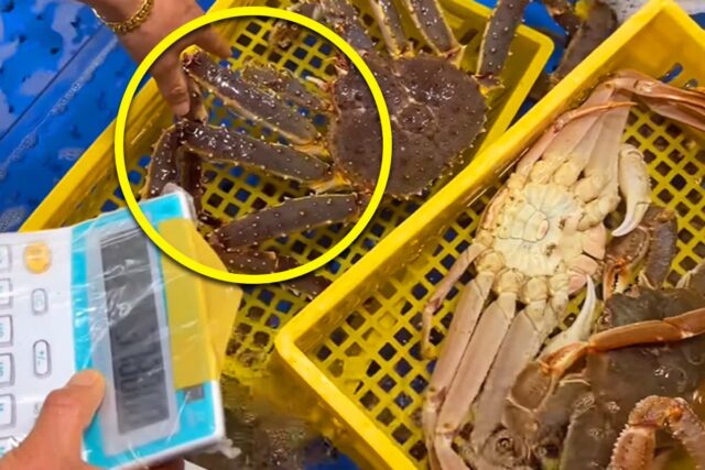 대국민 사과하더니 또 또… 저울질한다 딱 걸린 국내 수산시장