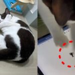 천방지축 냥이한테 태블릿으로 벌레를 그려주면..’장난감 완성’