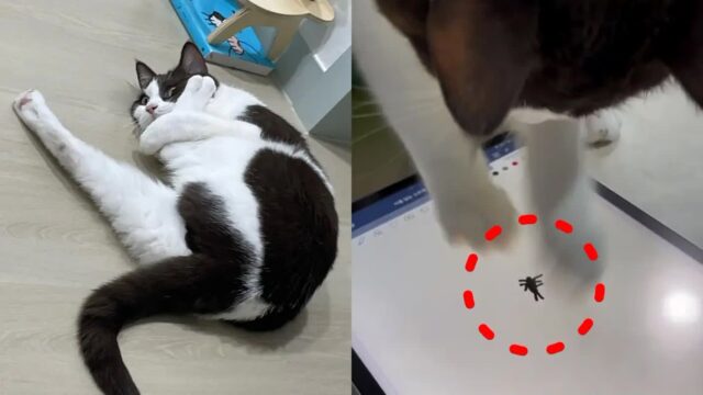 천방지축 냥이한테 태블릿으로 벌레를 그려주면..’장난감 완성’