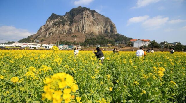 산방산가볼만한곳 유채꽃밭, 용머리해안, 탄산온천 힐링 제대로