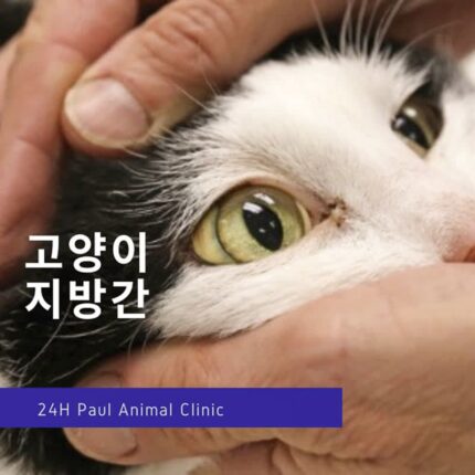 고양이 ‘지방간’에 대해 알아보기