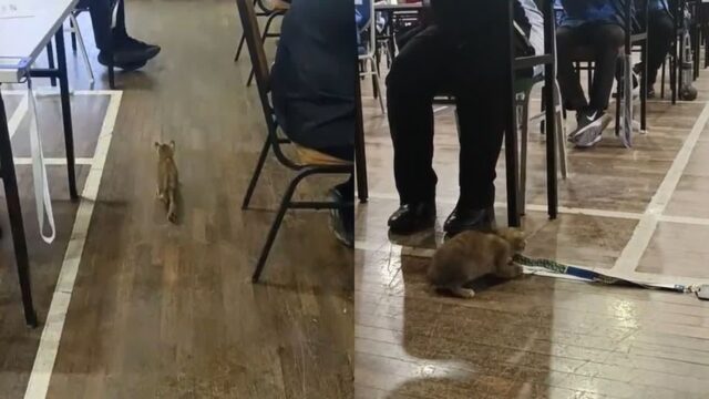 한참 시험보는데 나타난 불청객..학생들 옆에서 놀고 있는 고양이