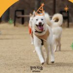 ‘세상 모든 강아지에게 특별한 하루를!’…강아지숲, ‘국제 강아지의 날’ 기념 이벤트 진행
