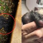 ‘새끼 고양이인 줄 알았는데…’ 갑판 밑에서 떨고 있던 동물들의 정체는?