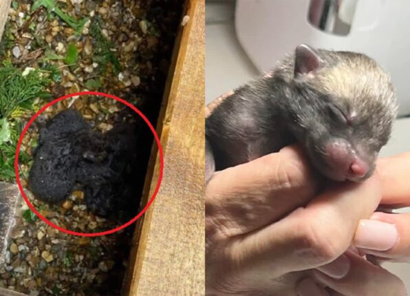 ‘새끼 고양이인 줄 알았는데…’ 갑판 밑에서 떨고 있던 동물들의 정체는?