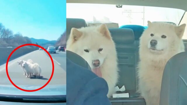 “얼른 태워야 한다는 생각밖에…” 고속도로 위 사모예드 2마리 구조한 운전자