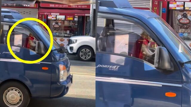 누가 이렇게 경적 울리나 봤더니…분노한 댕댕이가 ‘빵빵!’