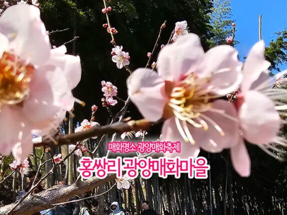 매화 명소 광양 매화축제 홍쌍리 광양 매화마을