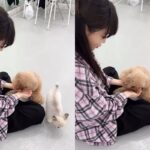 청하, 반려견 ‘밤비♥아란’과의 행복한 일상 공개…”강아지 간식 주는 법”