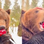 산에서 만난 ‘곰’에게 왕사탕 줬더니…앞발로 야무지게 냠냠