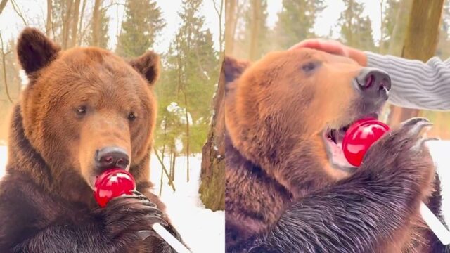 산에서 만난 ‘곰’에게 왕사탕 줬더니…앞발로 야무지게 냠냠