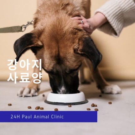 강아지 사료량 얼마나 줘야 할까?