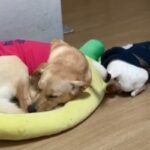 누나 강아지랑 같이 자고 싶은 댕댕이..3번째 시도 끝에 ‘마침내 성공’