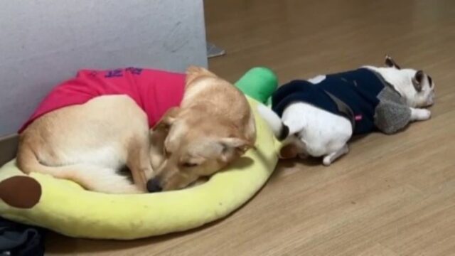 누나 강아지랑 같이 자고 싶은 댕댕이..3번째 시도 끝에 ‘마침내 성공’