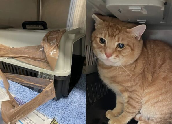 누군가 던져버린 캐리어 속에 들어있던 고양이…’테이프로 꽁꽁 싸맨 잔인함’
