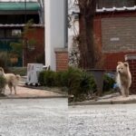 주인이 쫓아냈는데..아직도 재개발 구역 돌아다니며 집 앞 지키는 유기견