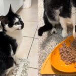 ‘7일 후 죽습니다…’ 시한부 선고받은 고양이, 일주일 지났더니?