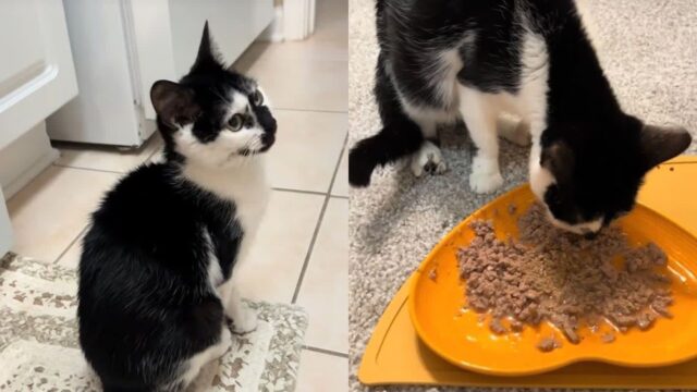 ‘7일 후 죽습니다…’ 시한부 선고받은 고양이, 일주일 지났더니?