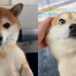 시바견한테 방귀 먹였더니 말없이 베란다로..’안 돌아와’