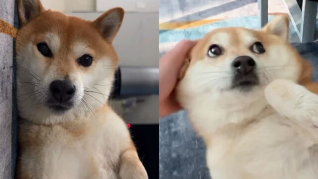 시바견한테 방귀 먹였더니 말없이 베란다로..’안 돌아와’