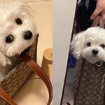 매일 엄마랑 같이 있고 싶었던 강아지의 아이디어 ‘이곳이라면..’