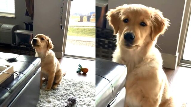 ‘아빠 왜 안 와…’ 서운함에 불평불만 쏟아낸 아기 골댕이