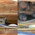 레스토랑 천장에서 반짝이는 눈동자…새끼 낳은 ‘어미 냥이’였다