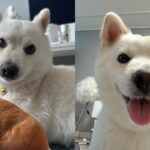 공항 볼거리에 정신 팔려 귀국한 주인 알아보는데 ‘버퍼링’ 걸린 강아지
