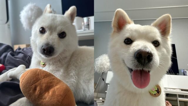 공항 볼거리에 정신 팔려 귀국한 주인 알아보는데 ‘버퍼링’ 걸린 강아지